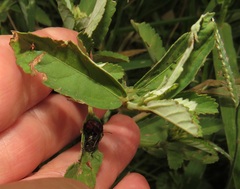 Sida alba