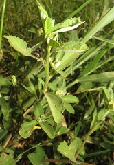 Sida alba
