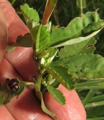 Sida alba