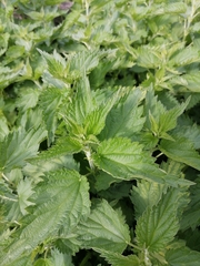 Urtica dioica