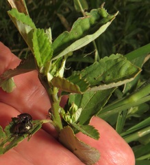 Sida alba