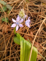 Scilla monophyllos