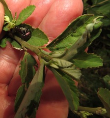 Sida alba