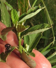 Sida alba