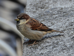 Passer domesticus