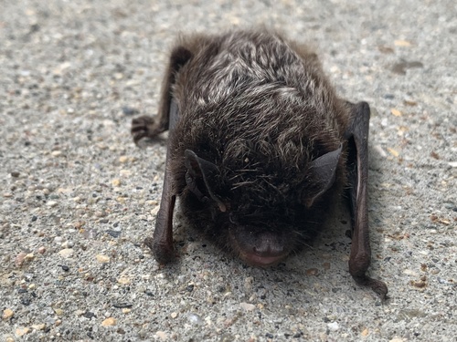 Silver-haired Bat photographed in North Dakota