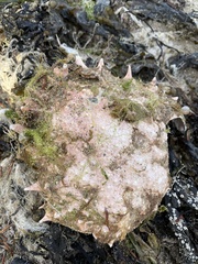 Maja brachydactyla