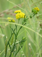 Nidorella auriculata