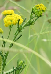 Nidorella auriculata