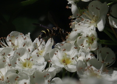 Sphiximorpha willistoni