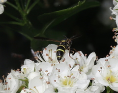 Sphiximorpha willistoni