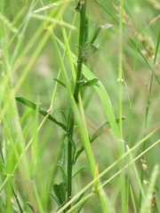 Nidorella auriculata