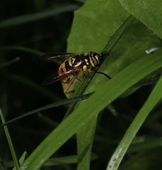 Spilomyia alcimus