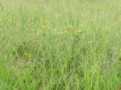 Nidorella auriculata