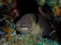 Gymnothorax unicolor