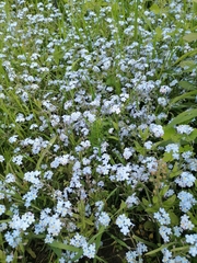 Myosotis sylvatica