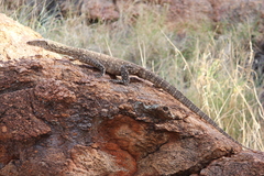 Varanus giganteus