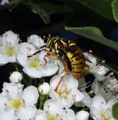 Spilomyia alcimus