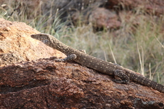 Varanus giganteus