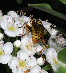 Spilomyia alcimus