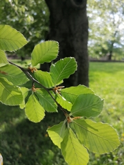 Fagus sylvatica