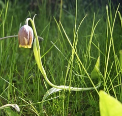 Fritillaria uva-vulpis