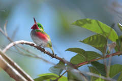 Todus angustirostris