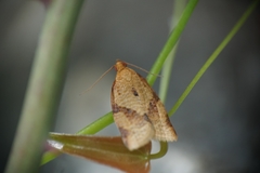 Clepsis consimilana