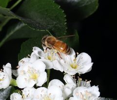 Apis mellifera