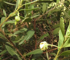 Diospyros dichrophylla