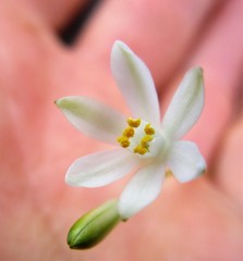 Ornithogalum rogersii