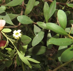 Diospyros dichrophylla