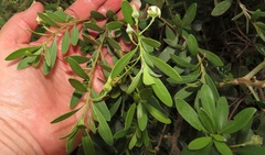 Diospyros dichrophylla