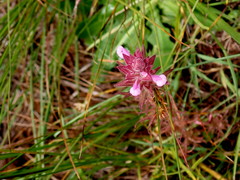 Orthocarpus bracteosus