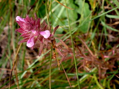 Orthocarpus bracteosus