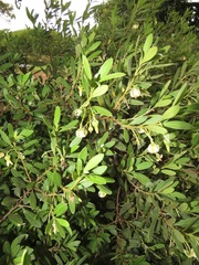 Diospyros dichrophylla