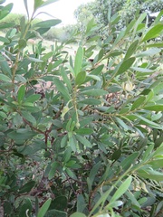 Diospyros dichrophylla