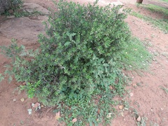 Diospyros dichrophylla