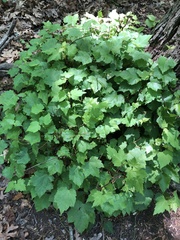 Acer rubrum