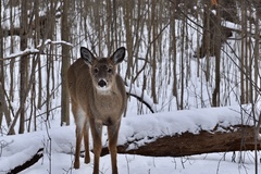 Odocoileus virginianus