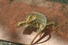Anolis hispaniolae