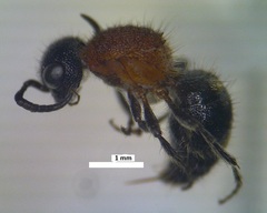 Bischoffitilla