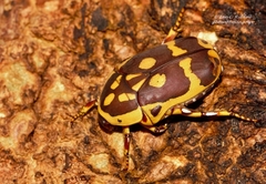 Pachnoda fissipunctum