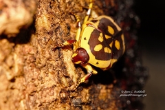 Pachnoda fissipunctum