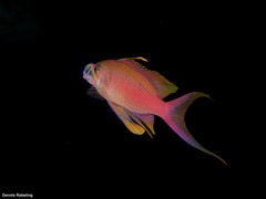 Anthias anthias