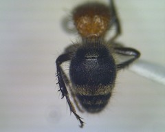 Bischoffitilla