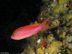 Anthias anthias
