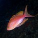 Anthias - Photo (c) Dennis Rabeling, some rights reserved (CC BY-NC-ND), uploaded by Dennis Rabeling