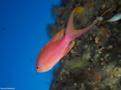 Anthias anthias