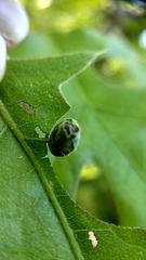 Homoeolabus analis